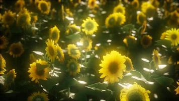 8k zonnebloemen bloeien in de late zomer video
