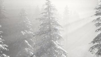 niebla brumosa en el bosque de pinos en las laderas de las montañas