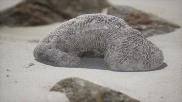 old coral on the sand beach video