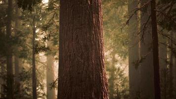 jätte sequoia i redwood skog video