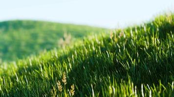 zachte intreepupil lente achtergrond met een weelderig groen gras video