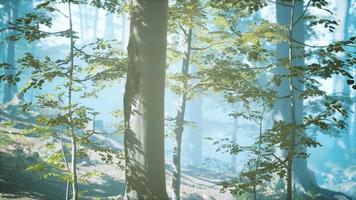 sunny silhouetted forest with sunbeams through fog video