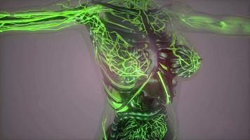 Human Body with Glow Blood Vessels video