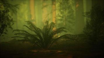 luciole dans la forêt brumeuse avec brouillard video