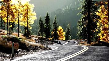 forest road under sunset sunbeams video