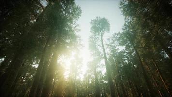 Redwood Forest Foggy Sunset Scenery video