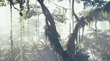 forêt tropicale de la jungle brumeuse dans le brouillard video