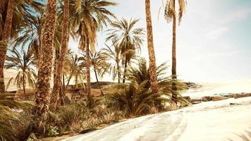 palm trees and the sand dunes in Oasis video