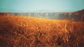 pedras douradas e grama nas montanhas video