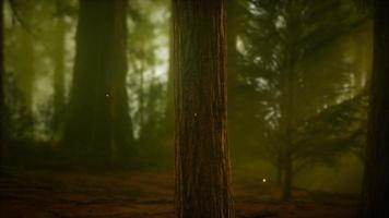 firefly in misty forest with fog video