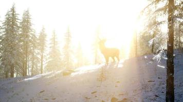 fier noble cerf mâle dans la forêt de neige d'hiver video