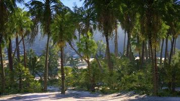 île déserte avec des palmiers sur la plage video