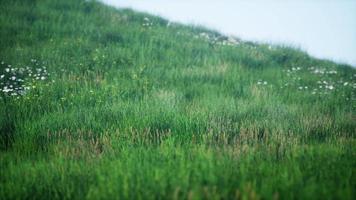 collines verdoyantes avec de l'herbe fraîche et des fleurs sauvages au début de l'été video