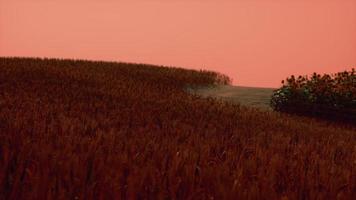 goldenes weizenfeld bei sonnenunterganglandschaft video