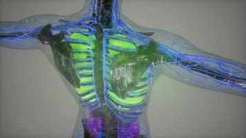 gekleurde menselijke interne organen scannen video