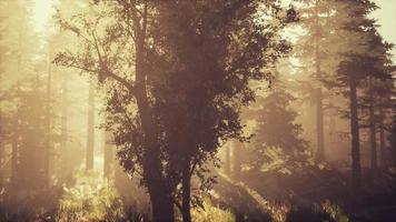 depth of coniferous forest with magical sunlight passing between the trees video