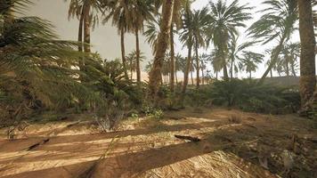 dunas de arena y palmeras en el desierto del sahara video