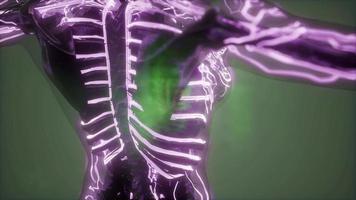 cuerpo humano con vasos sanguíneos brillantes video