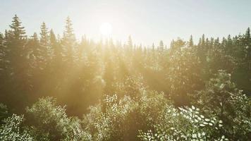 gezonde groene bomen in een bos video