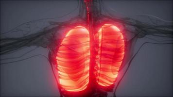 examen de radiología de pulmones humanos video