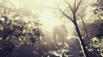 grande elefante olhando de uma selva verde para a câmera video