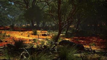 red sand bush with trees video