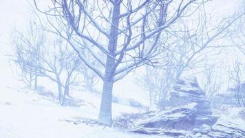 forêt de feuillus d'hiver un matin brumeux video
