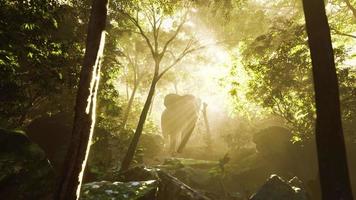 elefante de touro selvagem na selva com nevoeiro profundo video
