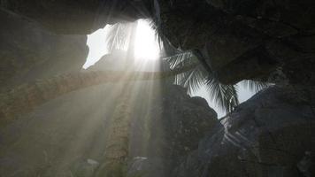 Big Palms in Stone Cave with Rays of Sunlight video