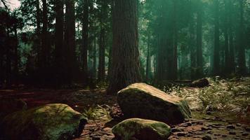 jätte sequoia i den jättelika skogsdungen i sequoia nationalparken video