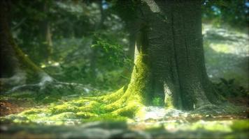 trädrötter och solsken i en grön skog video