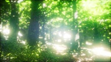 luz del sol en el bosque verde video