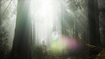 zonsondergang op het gigantische bos, sequoia nationaal park, Californië video