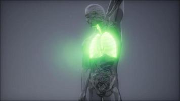 examen de radiología de pulmones humanos
