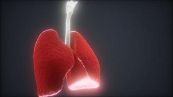 Animación 3d de pulmones humanos