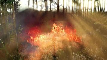 viento que sopla sobre árboles de bambú en llamas durante un incendio forestal video