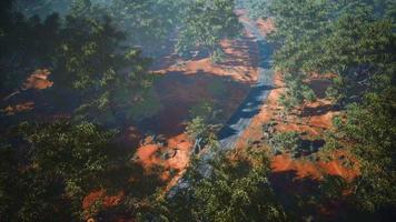 toma aérea de la carretera que serpentea a través de árboles verdes video