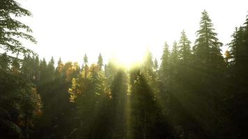 hillside with coniferous forest among the fog on a meadow in mountains video