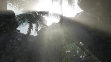 Big Palms in Stone Cave with Rays of Sunlight video