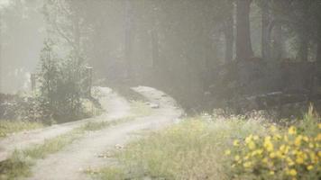 Sunbeams entering coniferous stand on a misty summer morning video