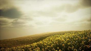 zonnebloem veld en bewolkte hemel video