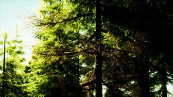 green cone trees in bright sun light video