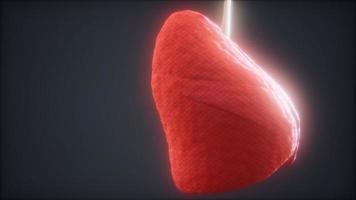 loop 3d prestado animación médica precisa del pulmón humano video