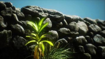 gras en stenen muur in het noorden van het platteland van engeland video