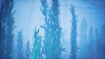 underwater grass forest of seaweed video