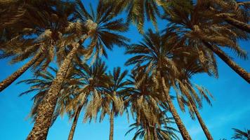 coconut palm trees on blue sky video