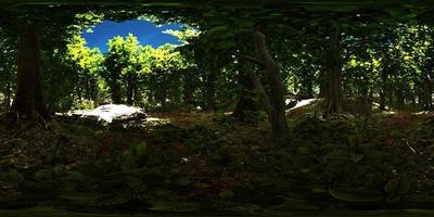 VR360 view of morning green forest video