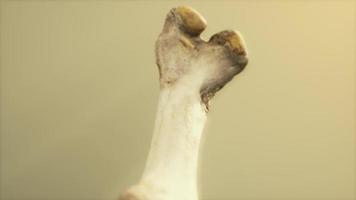 The leg bone of an big animal video