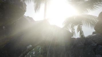 grandes palmeiras na caverna de pedra com raios de sol video