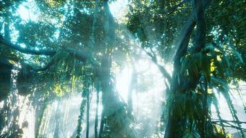 green tropical forest with ray of light video